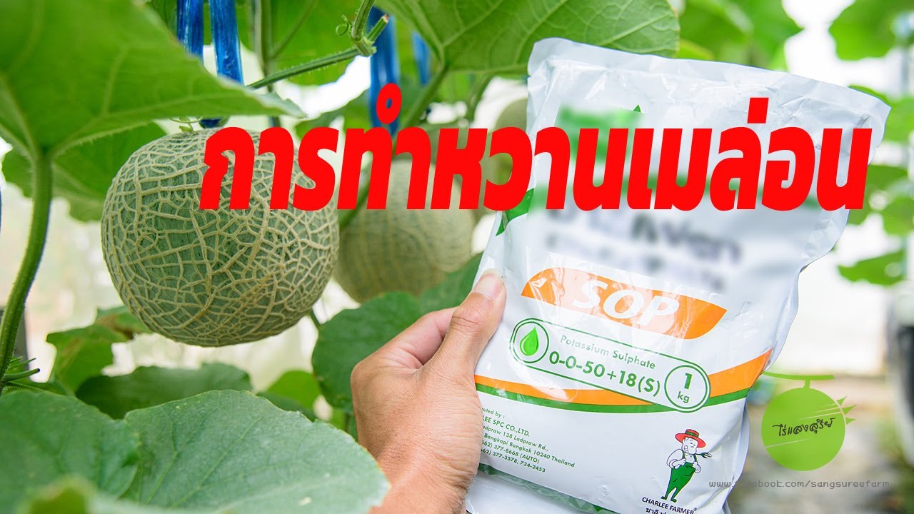 การทำหวานเมล่อน