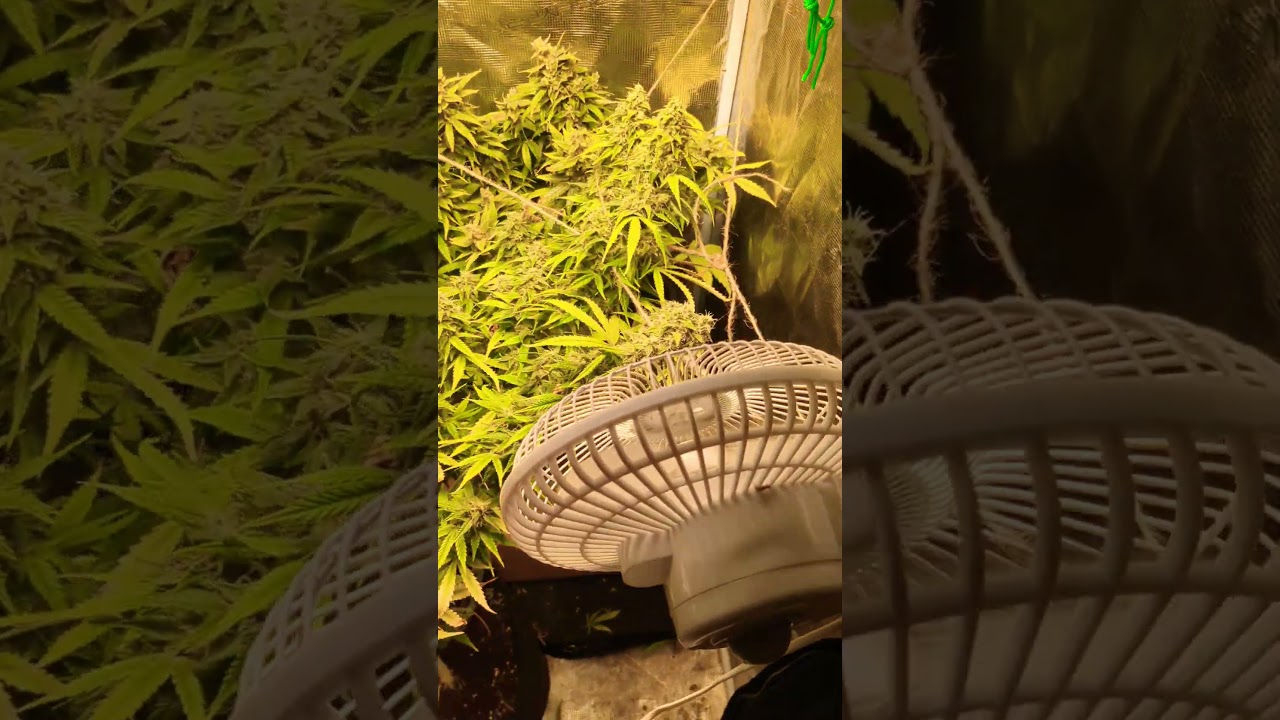 Banana Kush Cake Auto Sensi seeds
