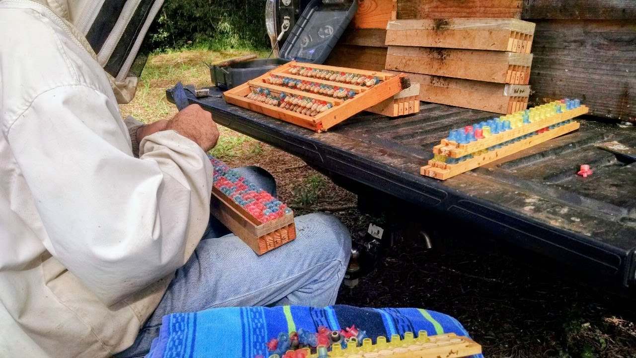 Beekeeping Tips from Hawaii's Master Beekeeper Zak Heintzleman