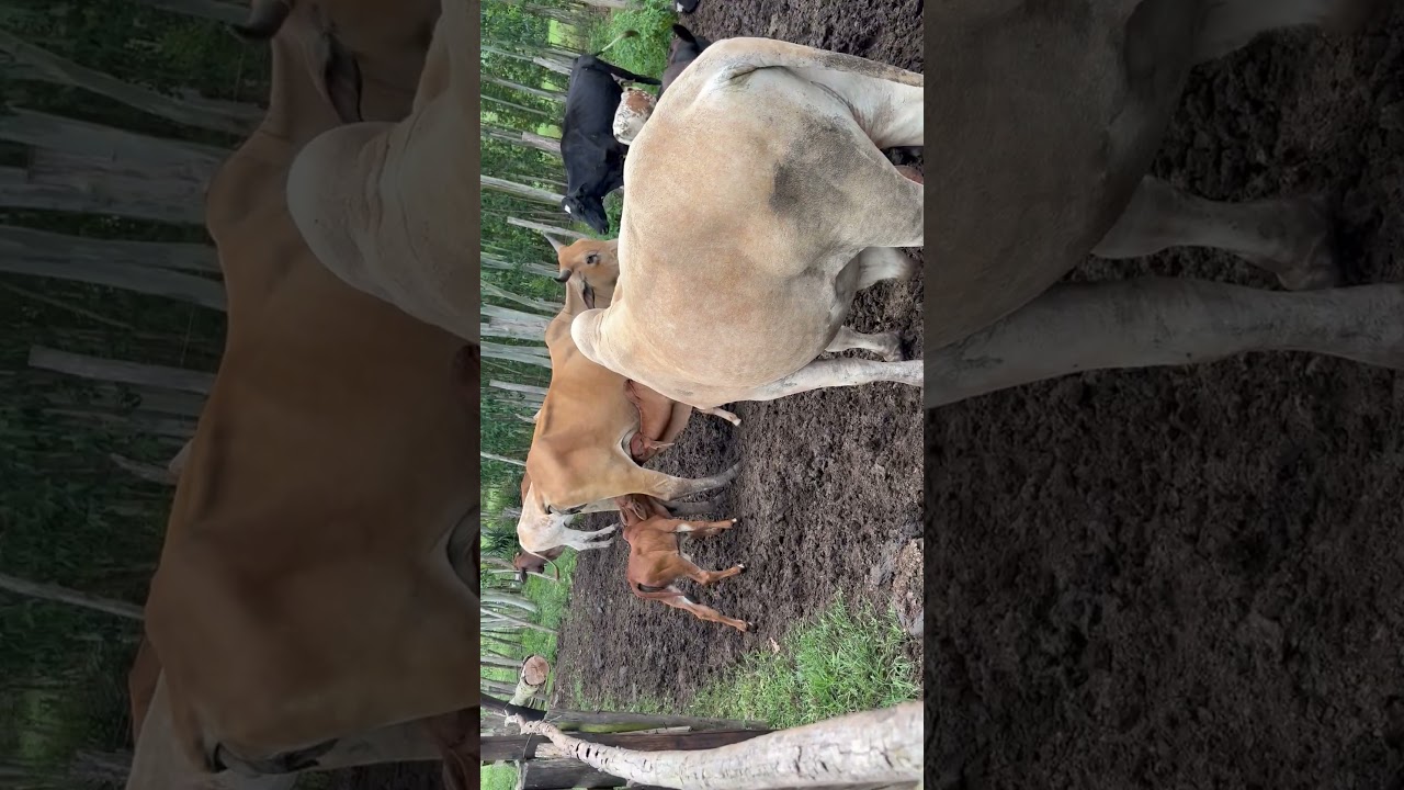 Angus × Nguni Crossbred Heifer | Testing the Perfect Beef Genetics 