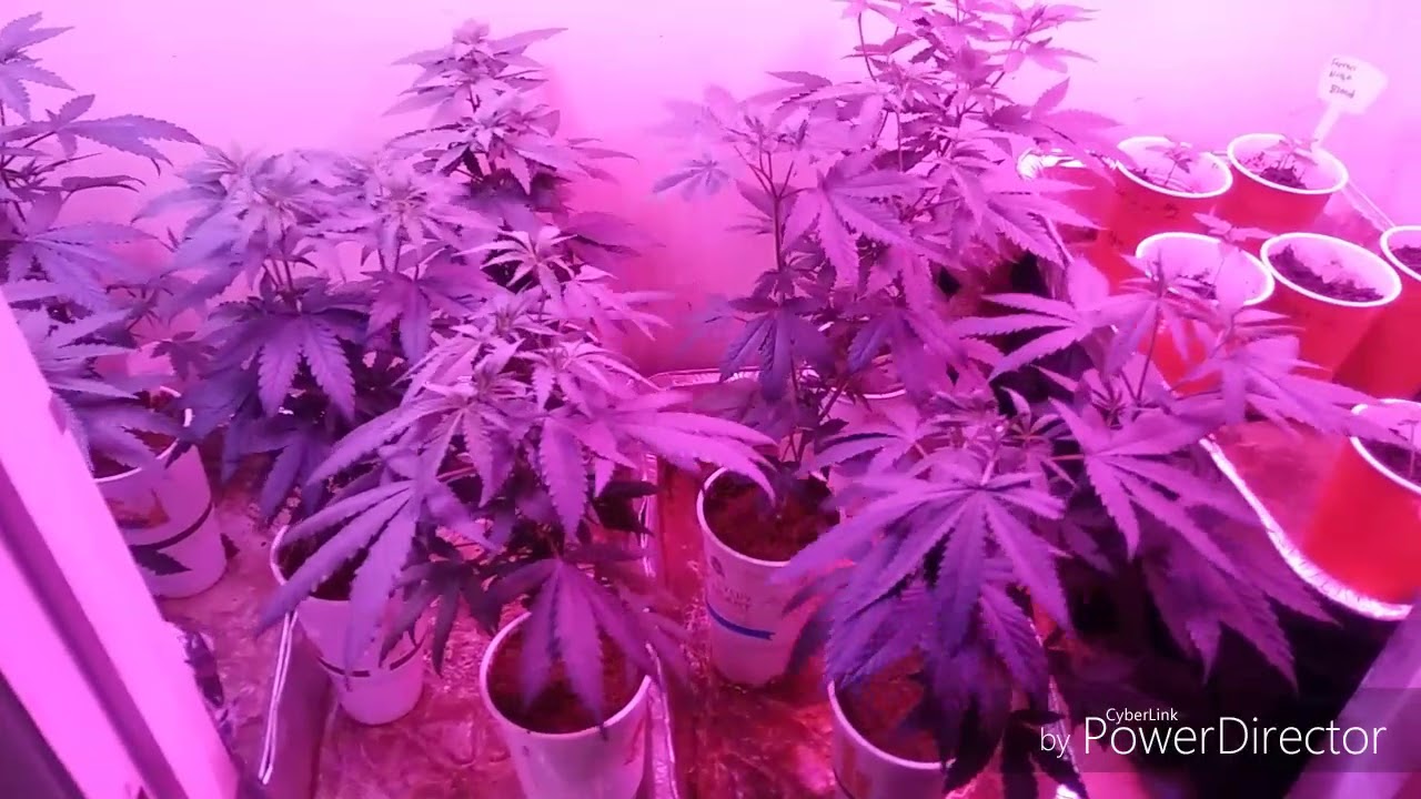 Transplant Update #WiggleRoots #Treezygen