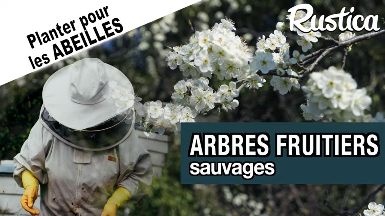 Des arbres fruitiers sauvages pour les abeilles et les oiseaux