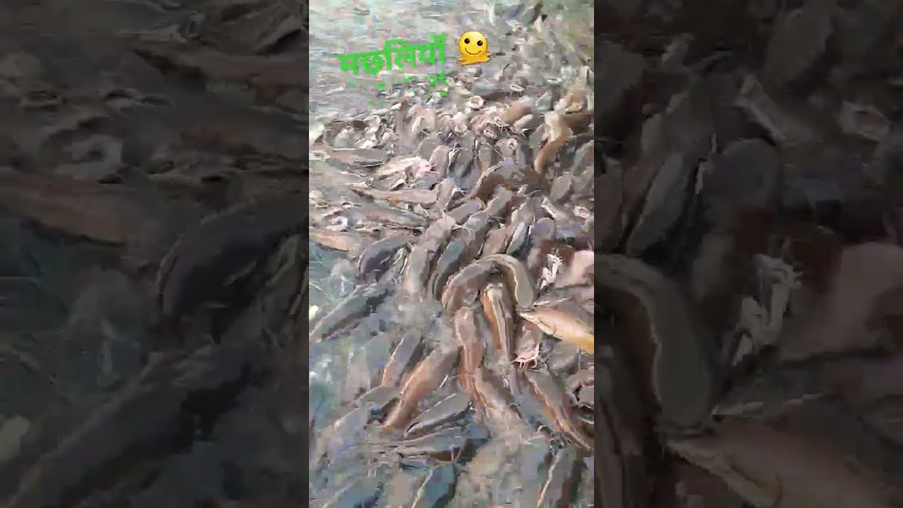 #विश्व का सबसे #बड़ा #मछली #तालाब।। मछलियां ही #मछलियां #shorts #short #fishing #fish  #nature #fun