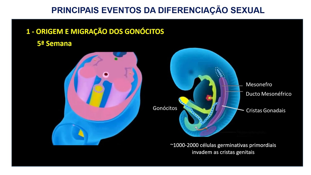 13 EMBRIOLOGIA DO SISTEMA UROGENITAL parte 2