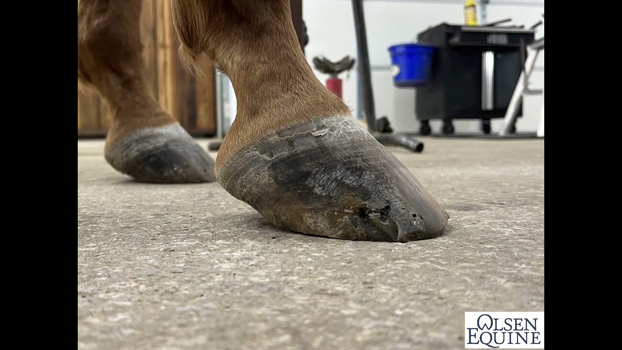 Satisfying Lame to Happy, Let me know what you think! Lee Olsen Certified Journeyman Farrier