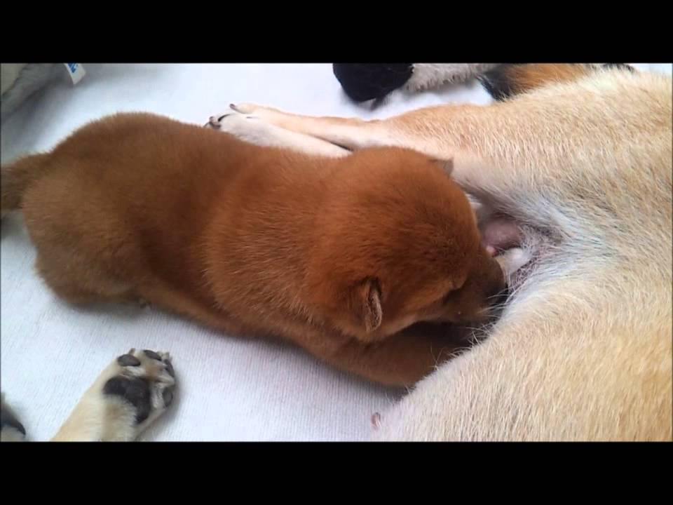 Chiot shiba inu Kamiko 22 jours élevage Kami no Uma