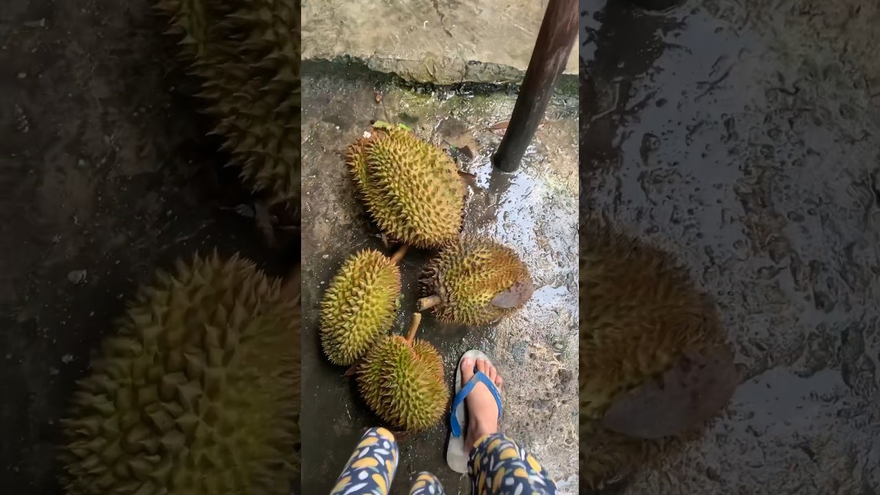 Musim hujan bersamaan panen durian #musimdurian #panendurian