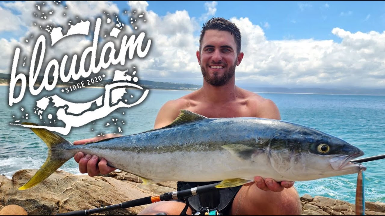 AMAZING YELLOWTAIL OF THE ROCKS