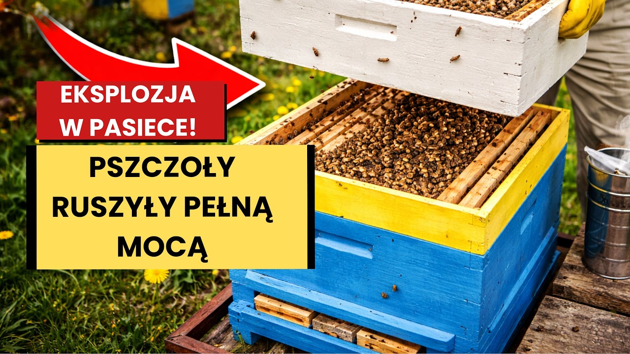 Eksplozja w pasiece! pszczoły ruszyły pełna mocą - dokładam miodnie.