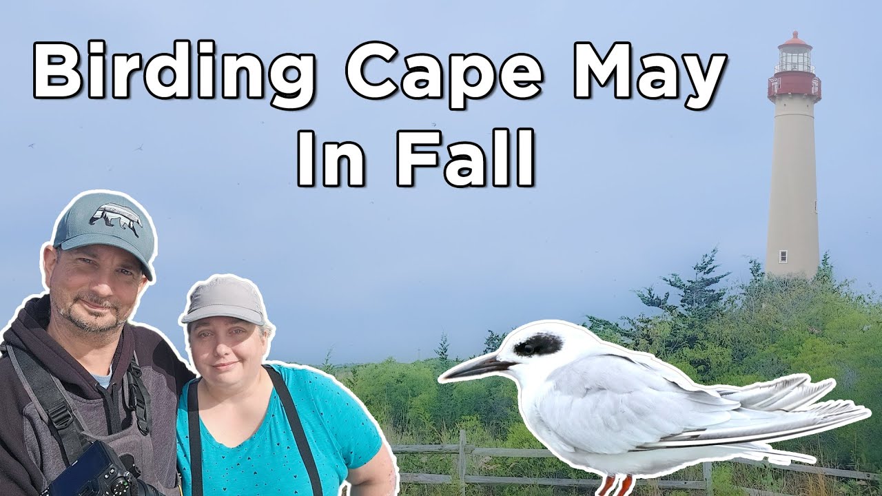 Birding Cape May in Fall - 300 Bird Challenge
