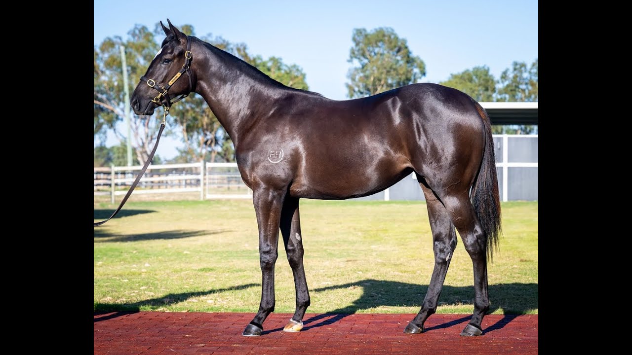 LOT 144 Chantorque x Rommel Filly - Magic Millions Perth Yearling Sales 2026