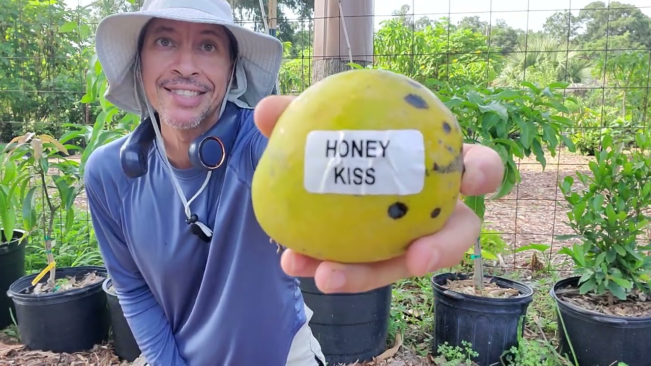 Rosigold vs Honey Kiss Mango Tasting