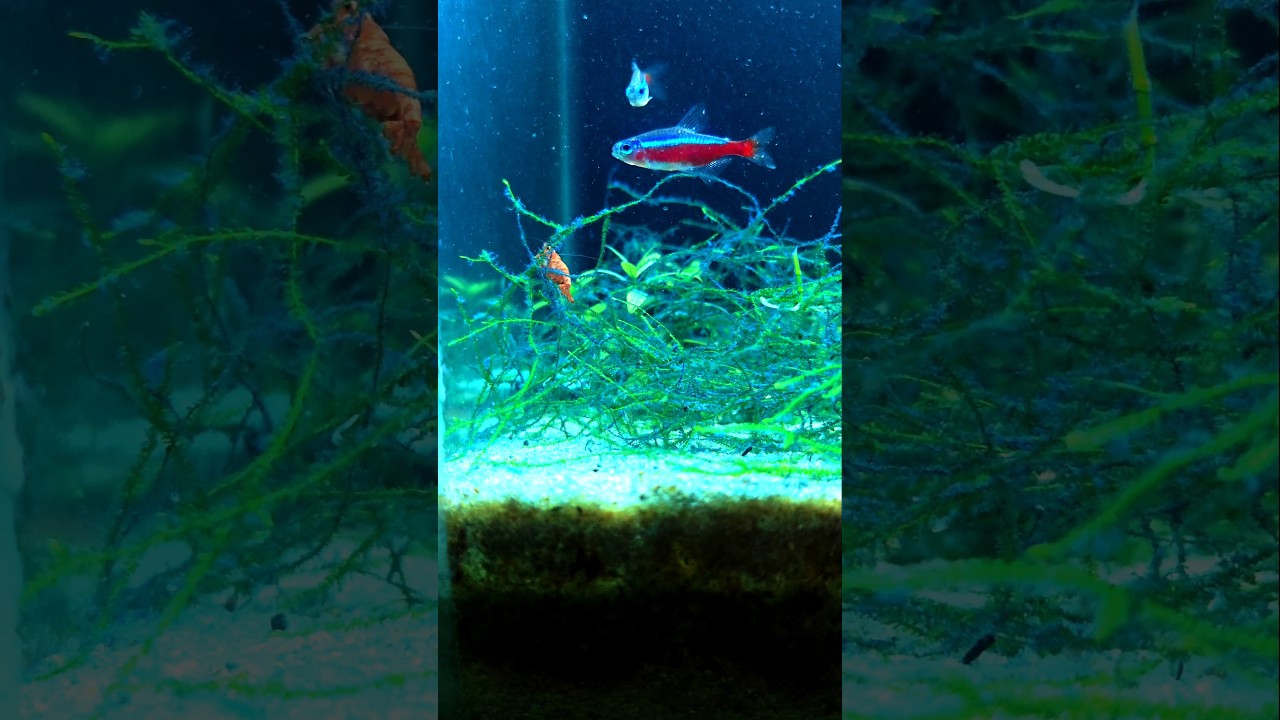 neon tetra and red cherry shrimp 