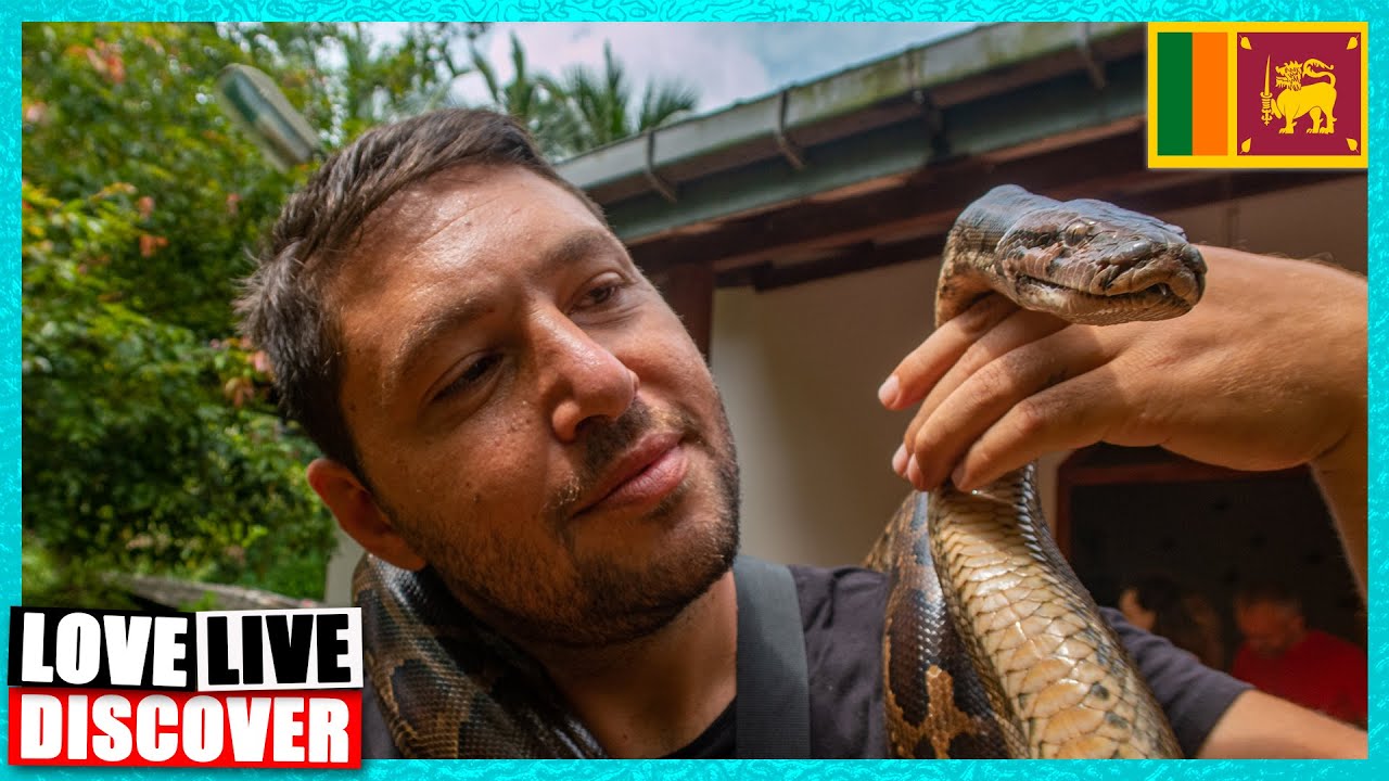 I CAN'T BELIEVE I HOLD A COBRA: Snake Farm, Weligama, Sri Lanka 2022