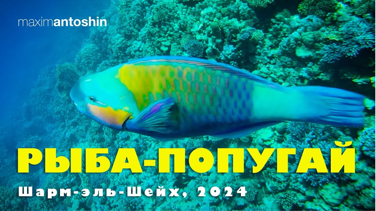 Рыба-попугай. Шарм-эль-Шейх, 2024