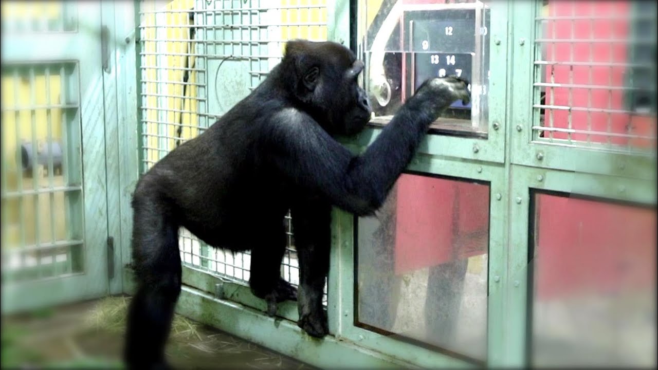 天才ゴリラのゲンタロウは、努力家・勉強家！Gentaro, a genius gorilla, is a hardworking and studious man.【Western Gorilla】