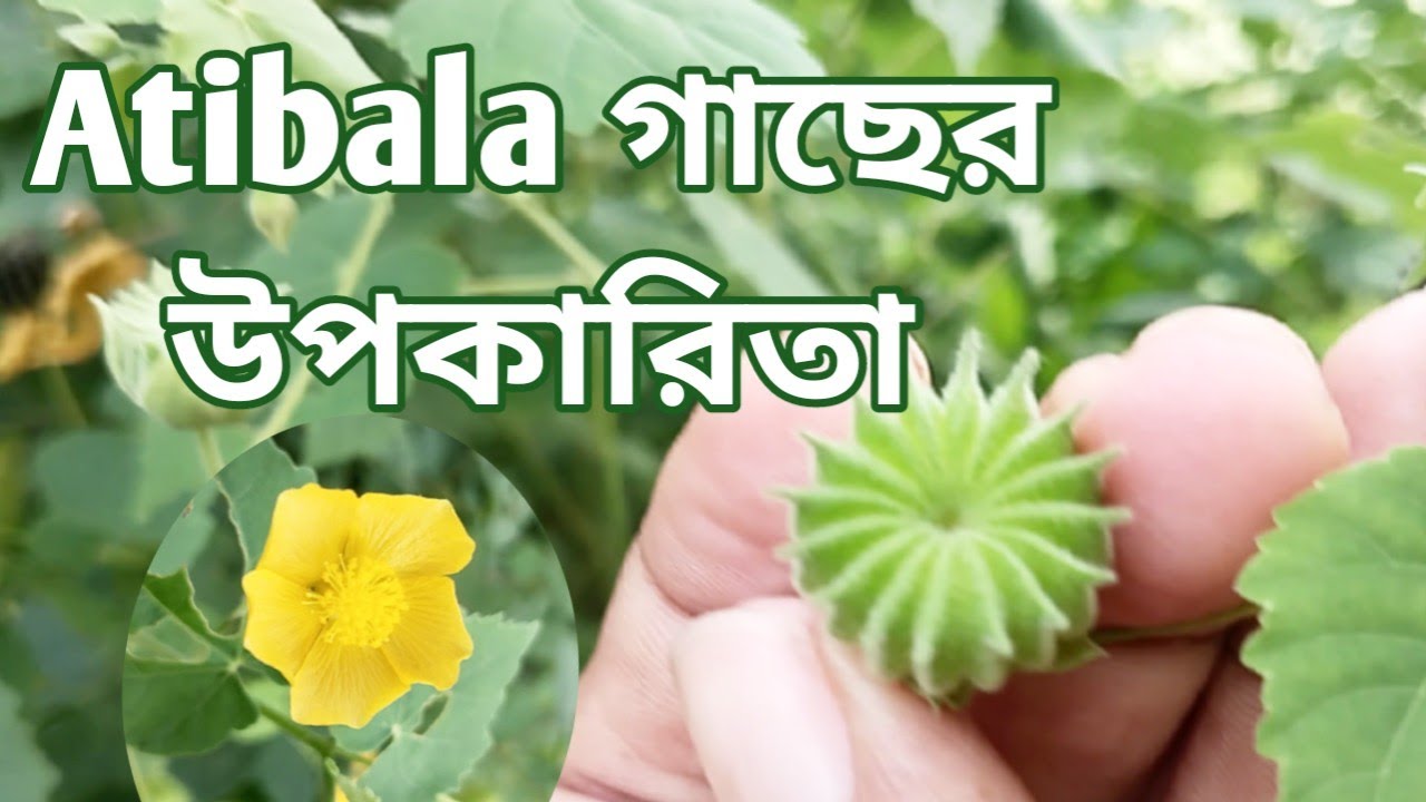 Atibala বা দেশি পেটারি : পুরুষদের শুক্রাণু বৃদ্ধিতে অনবদ্য // Health benefits of Abutilon indicum