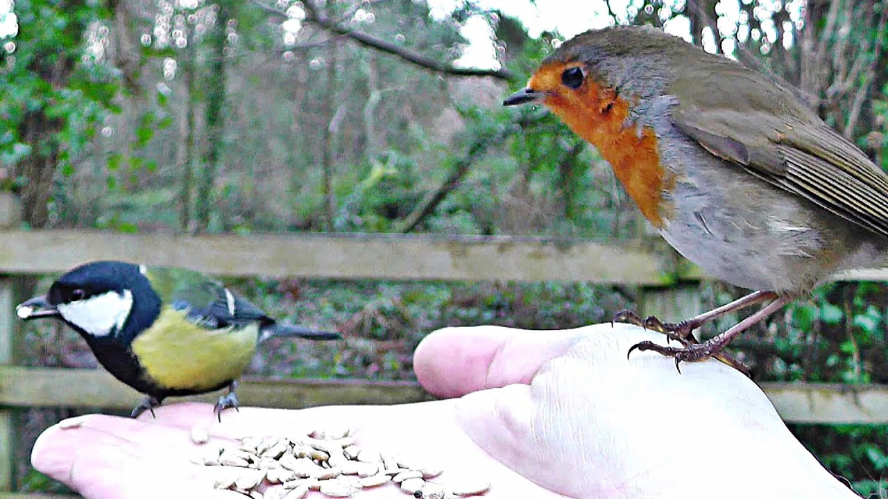 Robin and Great Tit Bird - Hand Feeding Song Birds