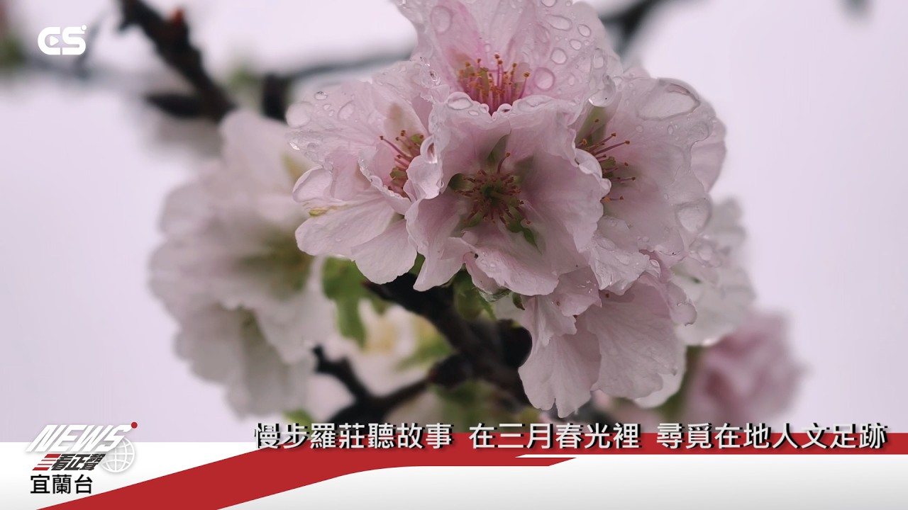 【#CSNEWS】羅東櫻花季來了！羅莊步道 3/4 起接力盛開 週末限時提供「免費導覽服務」/CS看正聲
