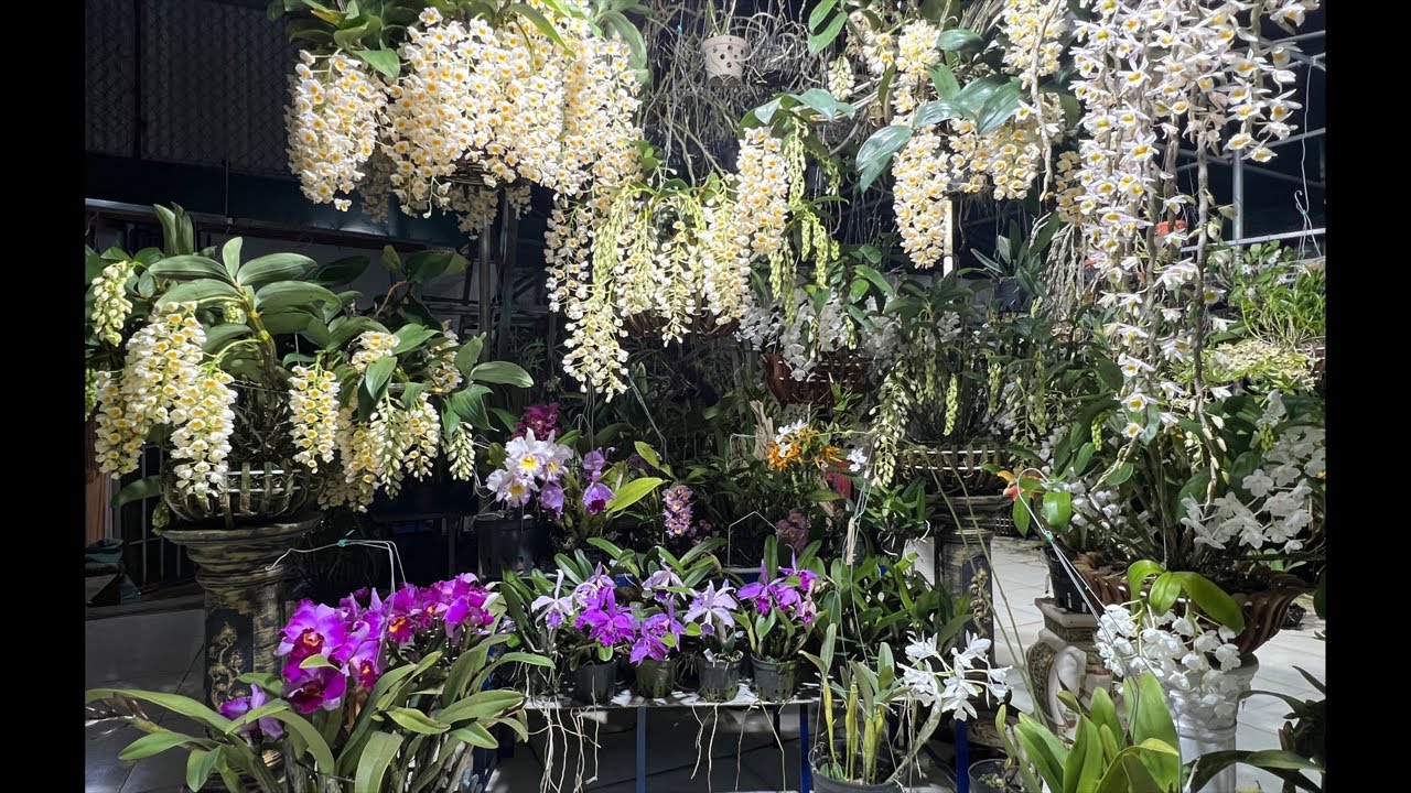 Lan cattleya pupurata, hoa lan nở Xuân-0834608769- LAN RỪNG LÂM ĐỒNG