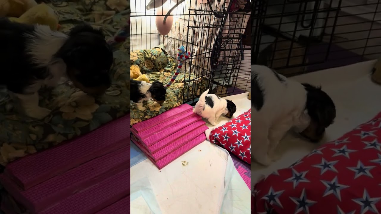 Emuna’s biewer terrier puppies Feb 5 2026