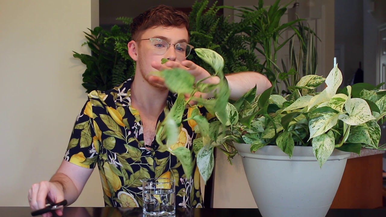 Marble Queen Pothos Propagation