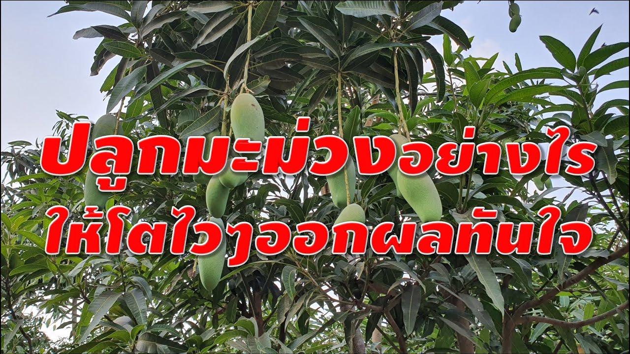 ปลูกมะม่วงอย่างไรให้โตไวๆออกผลทันใจ