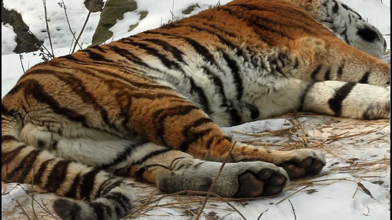 Taiga Sleeping - Pittsburgh Zoo & PPG Aquarium