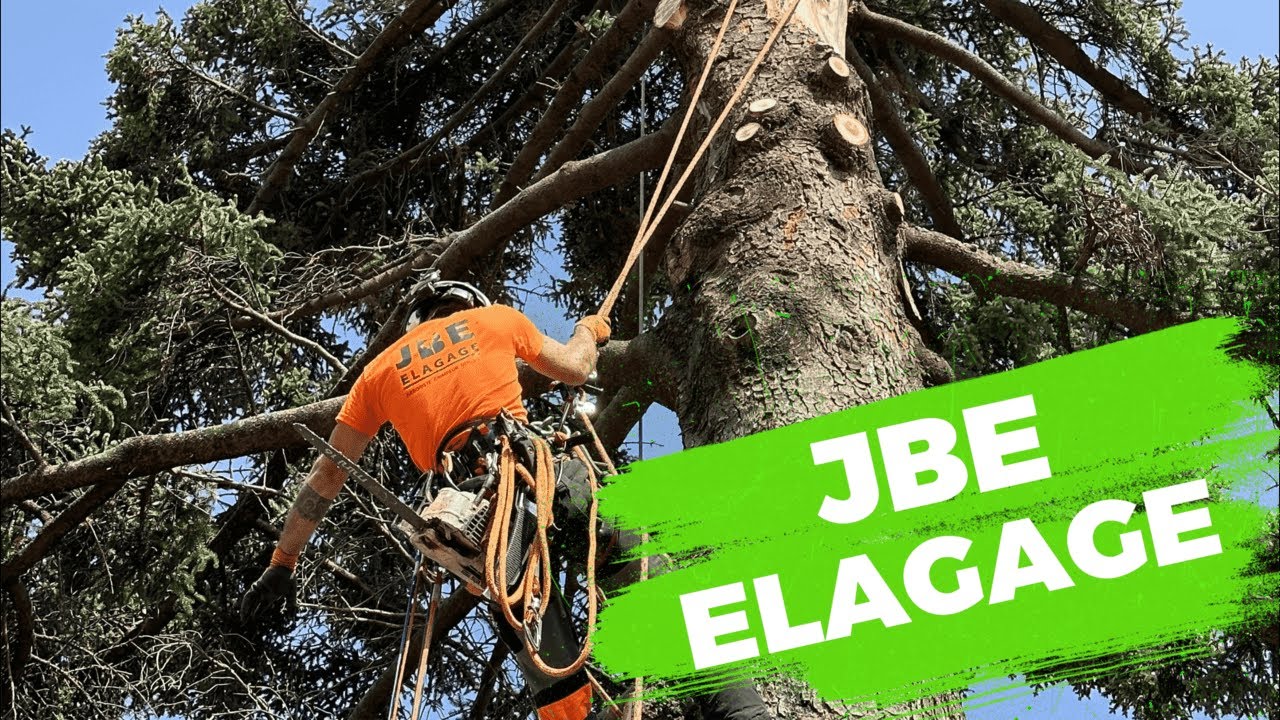 JBE ÉLAGAGE // DÉMONTAGE D'UN ÉNORME SAPIN FRAPPÉ PAR LA FOUDRE !! // JOUR 1 // BOBCAT MT55