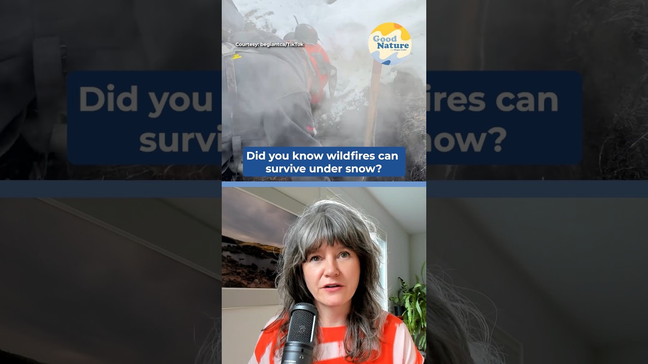 🔥 Wildfires That Survive Winter?