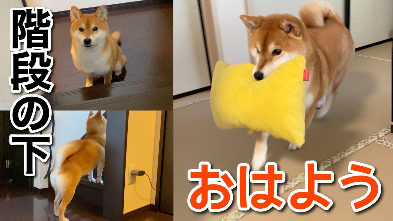 【柴犬】寝坊したお父さんに枕くわえておはようする犬が可愛い。