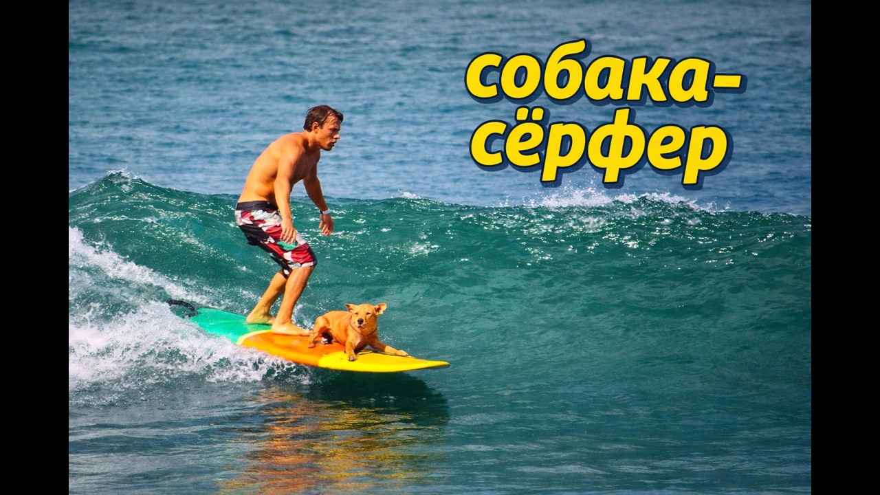 Собака серфер Луча.