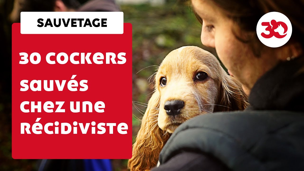 30 cockers sauvés chez une éleveuse multirécidiviste