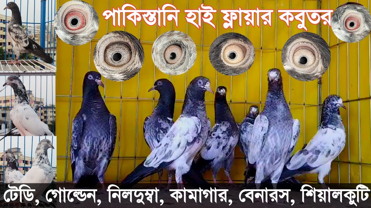 পাকিস্তানি ইমপোর্টেড হাইফ্লায়ার টেডি, গোল্ডেন কামাগার কবুতর বিক্রি হবে। High Flyers Pigeon For Sale