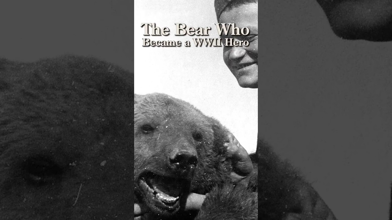 The Bear Who Became a WWII Hero