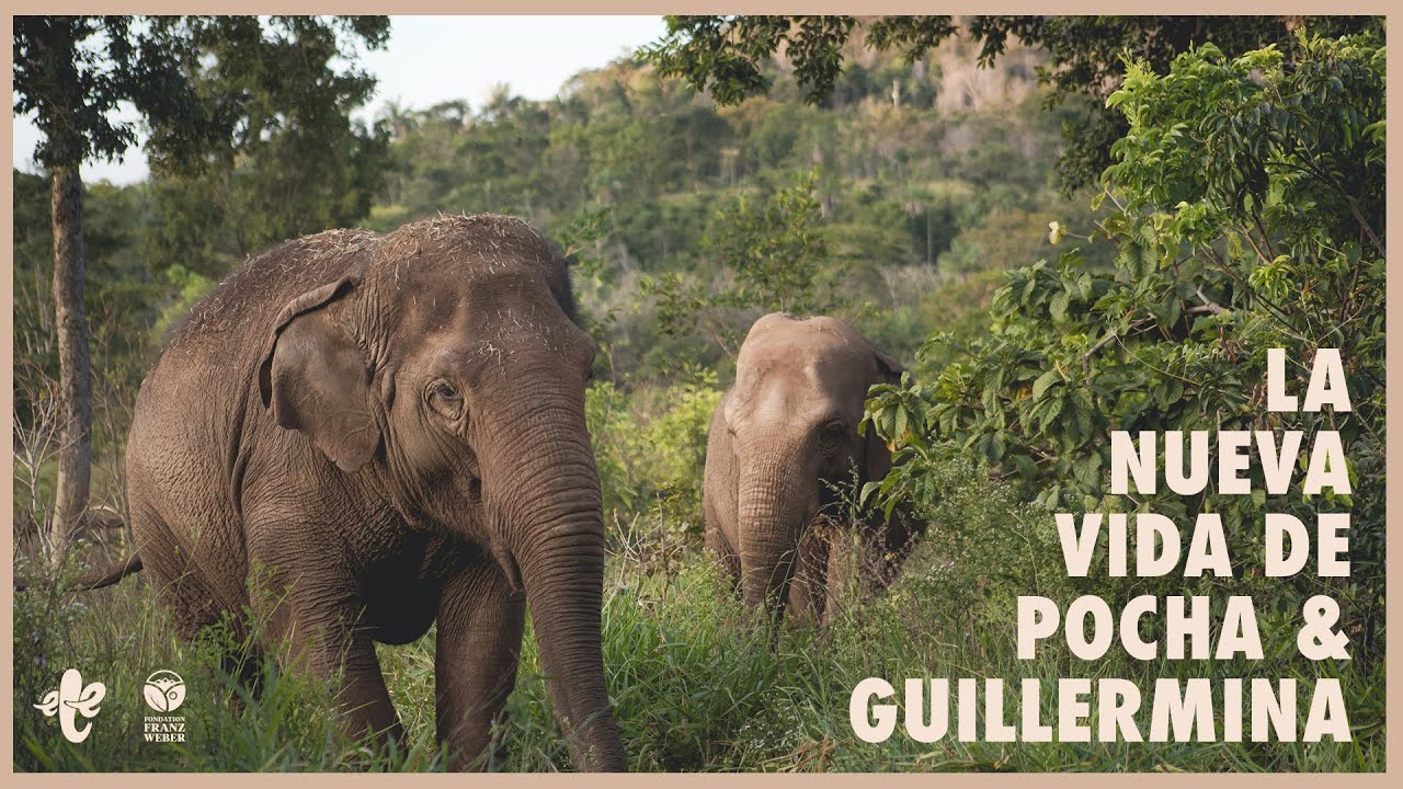 POCHA Y GUILLE: DE VIVIR EN UN POZO...¡A NADAR EN UNA LAGUNA! SUS NUEVAS VIDAS EN EL SANTUARIO 🐘🐘