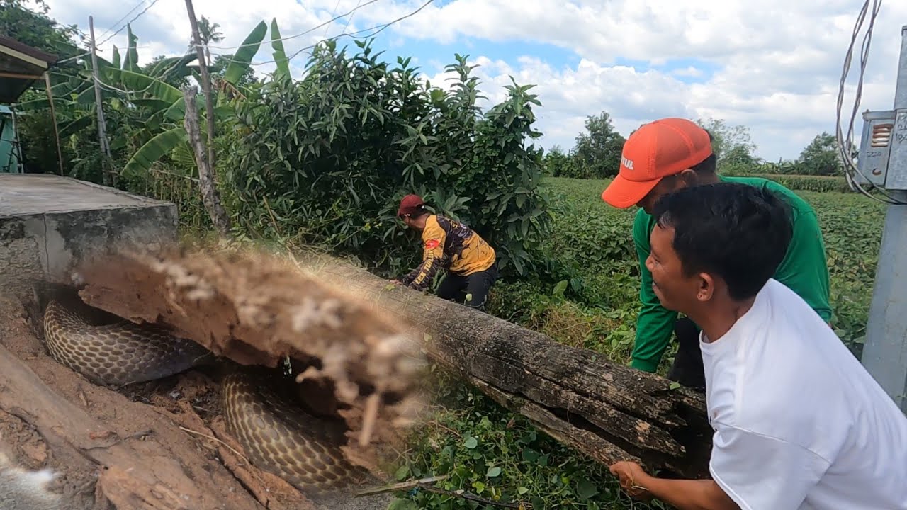 Binuhat ang lumang poste ng kuryente para makuha ang kinakatakutang cobra