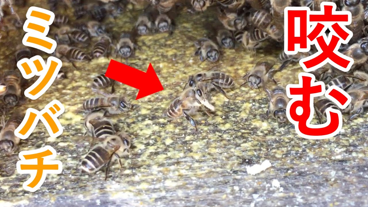 天敵のスムシを咬むミツバチ【貴重映像】Japanese honey bee