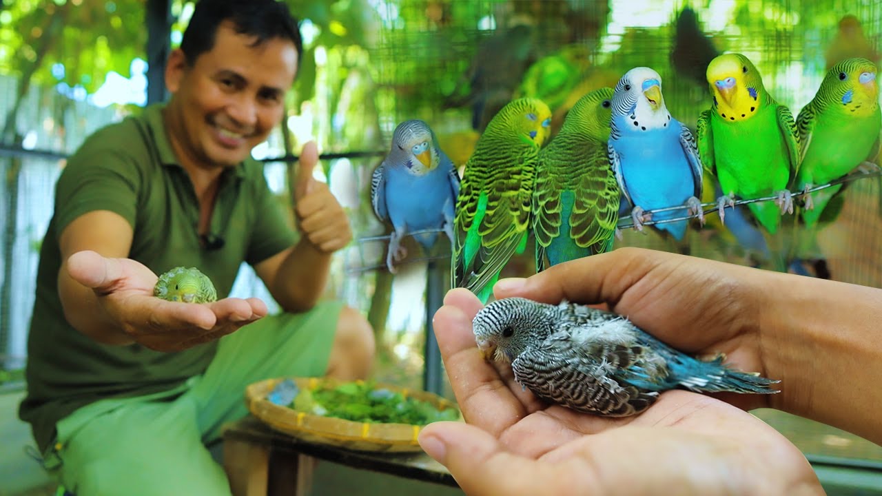 Amazing AFRICAN LOVEBIRD & PARAKEETS Farming! Hand feeding Chicks of my Exotic Birds ( Farm tour )