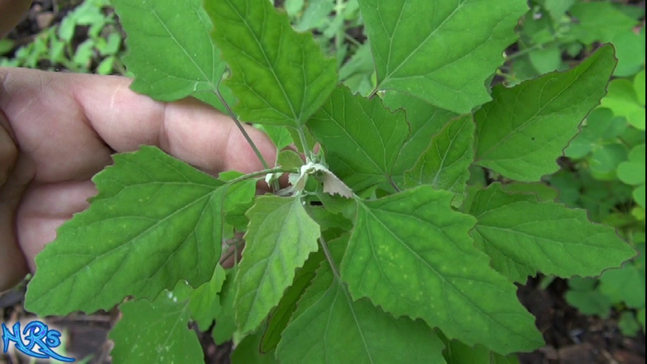 ⟹ lamb's quarters | Chenopodium album | Wild plants in your garden
