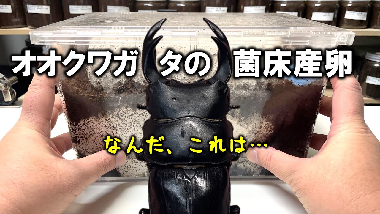 オオクワガタは菌糸ブロックでも産卵するの？をやってみた結果（くろねこチャンネル）
