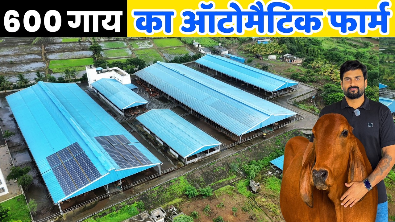 600+ देसी गाय 🐄 India का सबसे बड़ा Automatic Cow Farm | Dairy Farming