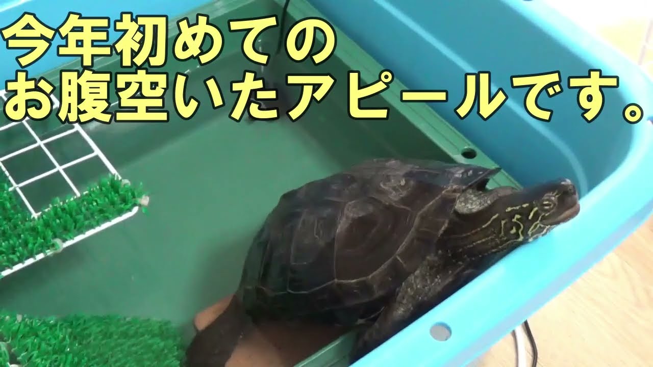 【クサガメ】目が覚めたもじお【ネコ】