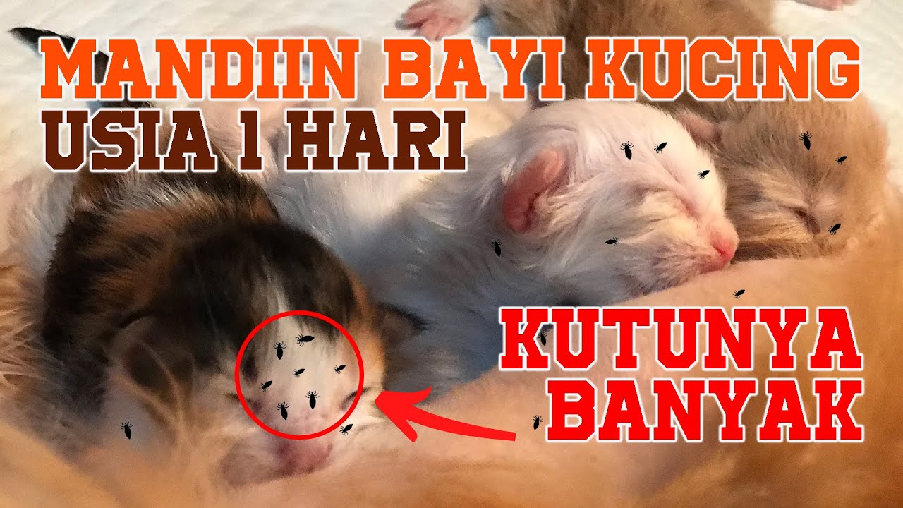 MANDIIN BAYI KUCING USIA 1 HARI - BANYAK KUTUNYA