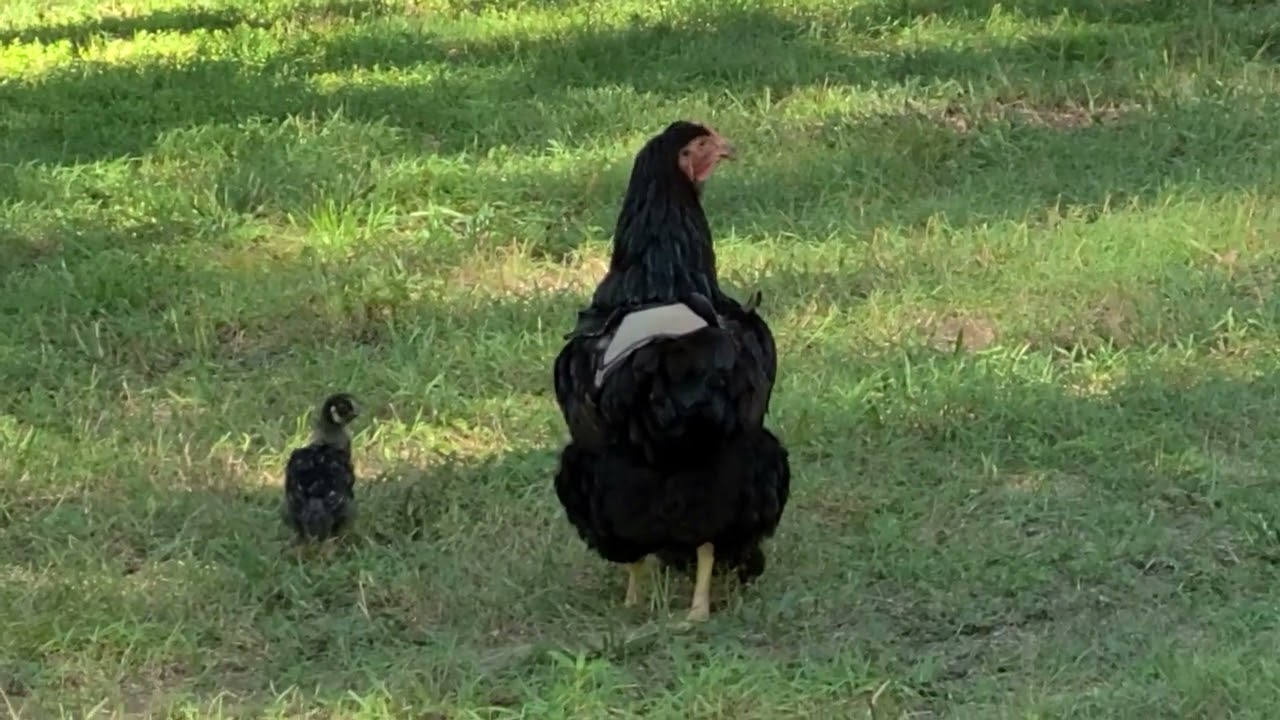 Gracie and her chicks, about 4 weeks old.