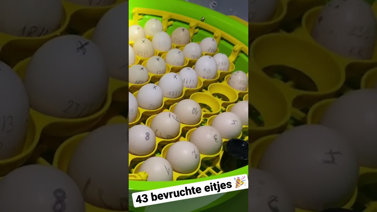 43 bevruchte zijdehoen eitjes !!