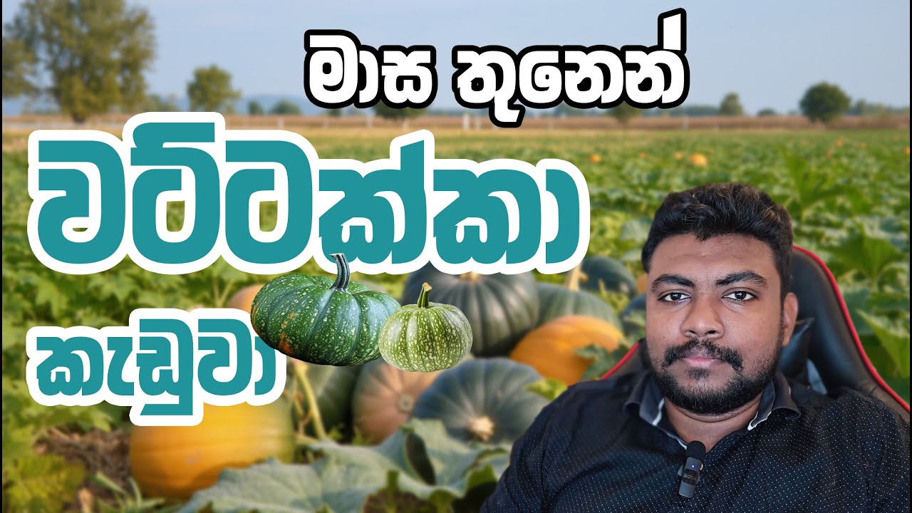 වත්තට යමු වට්ටක්කා අස්වැන්න බලන්න