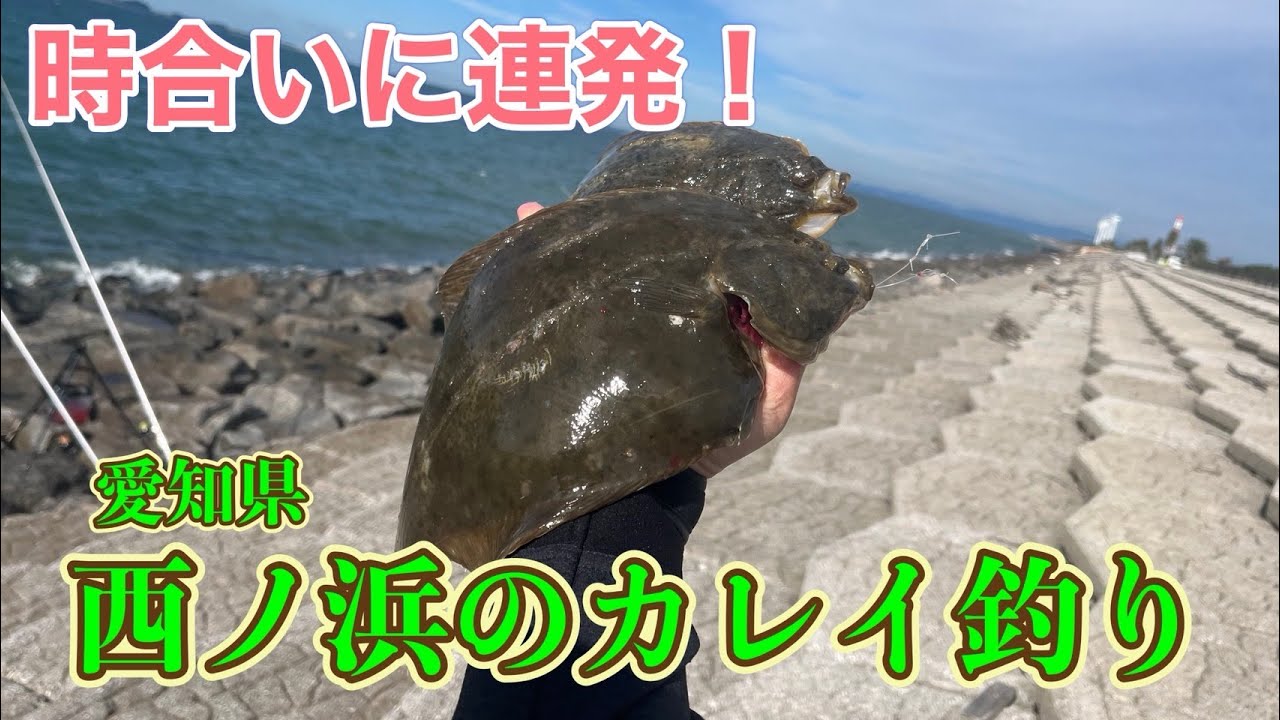 【西ノ浜】時合いを掴めばカレイは釣れる！【愛知県】