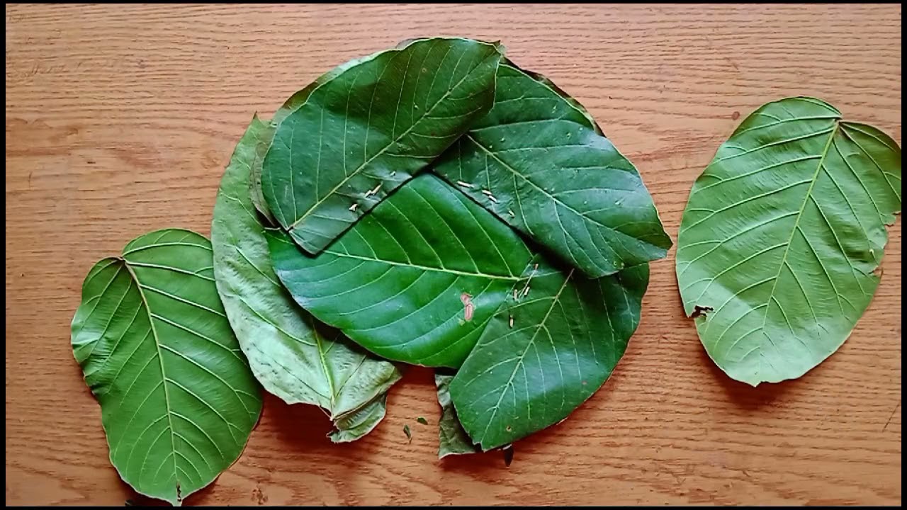 सालको पातको टपरी गाँस्ने तरिका/how to make  tapari