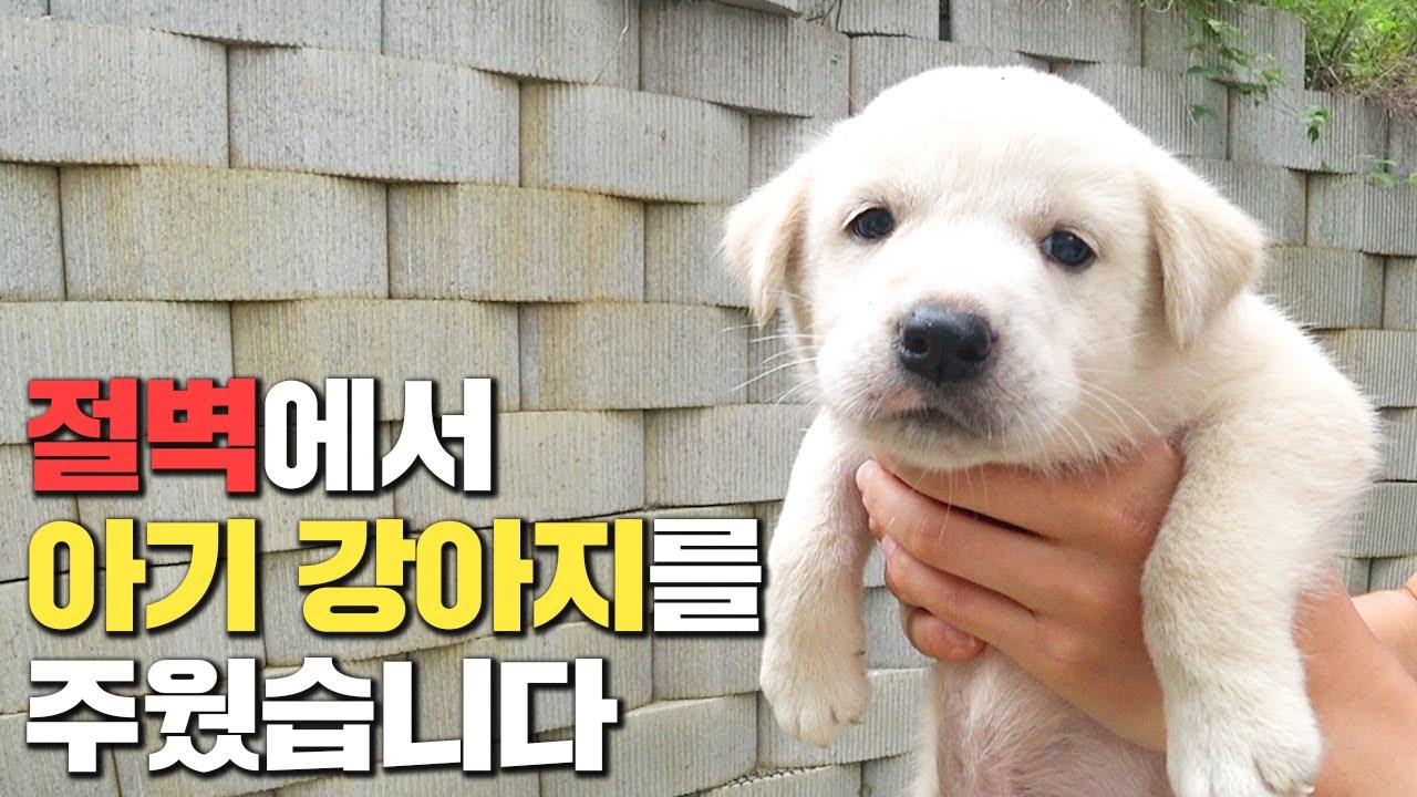 절벽에서 아기 강아지를 주웠습니다.